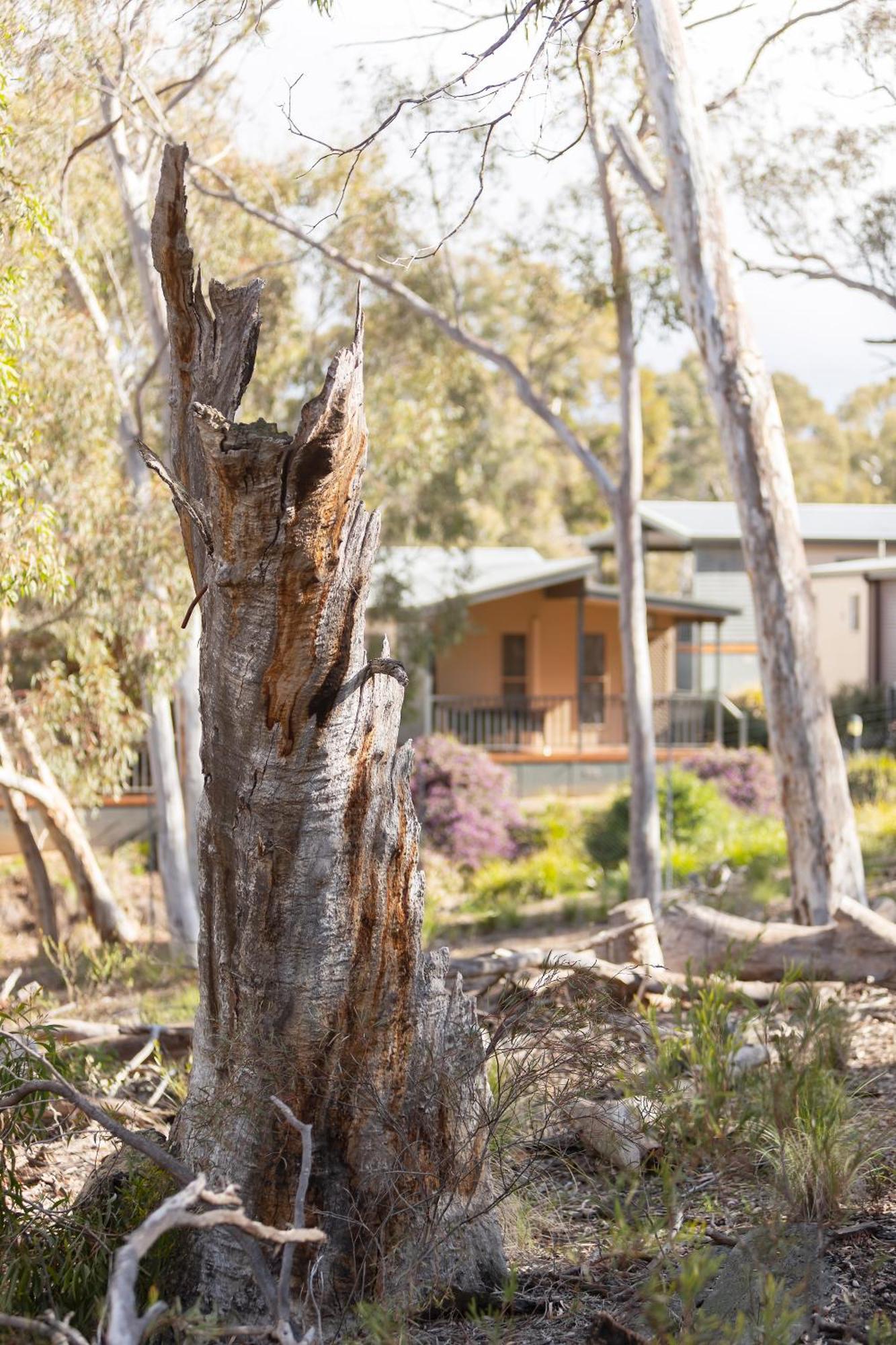 Alivio Tourist Park Canberra Exteriér fotografie